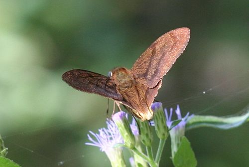 Astraptes anaphus